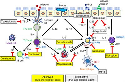 The Therapeutic Potential for Targeting Group 2 Innate Lymphoid Cells in Asthma